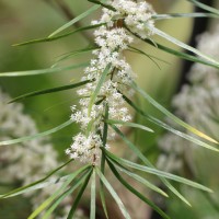 Asparagus falcatus L.